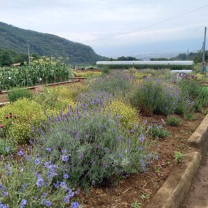 風香のハーブ農園