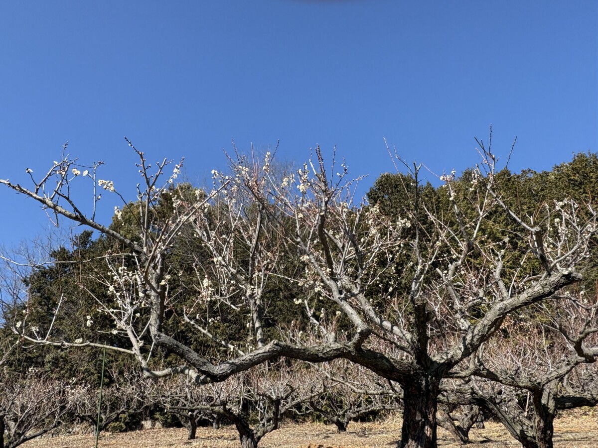 ゆうのう敷島の梅園と敷島運動公園の梅の花が咲き始めました。まだまだ日当たりの良い場所の木だけですが2月の3連休のころは満開で見ごろとなるのではないでしょうか。是非梅の花を見ながらゆうのう市場へもお立ち寄りください。