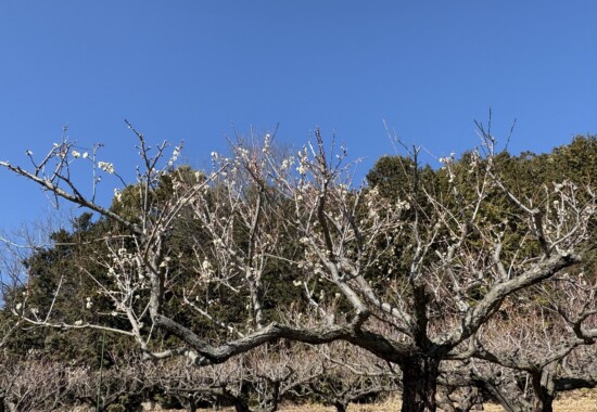 ゆうのう敷島の梅園と敷島運動公園の梅の花が咲き始めました。まだまだ日当たりの良い場所の木だけですが2月の3連休のころは満開で見ごろとなるのではないでしょうか。是非梅の花を見ながらゆうのう市場へもお立ち寄りください。